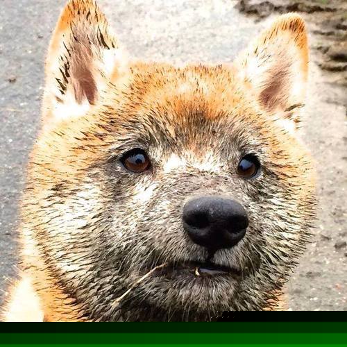 总冠军争夺战即将开启，谁能笑到最后？，总冠军什么时候打