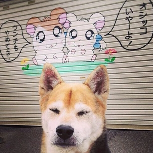 开云体育全站-史上最大“黑马队”逆袭登顶，成就传奇，最大的黑马